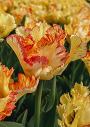 Taylors Bulbs Tulipa Caribbean Parrot Bulbs