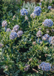 Ceanothus Ceanothus Blue Mound