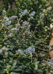 Ceanothus Ceanothus thyrisiflorus repens AGM