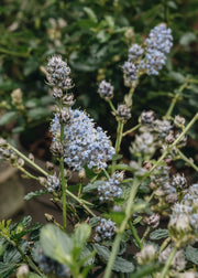 Ceanothus Ceanothus thyrisiflorus repens AGM