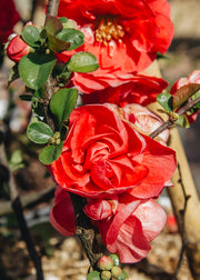 Chaenomeles Chaenomeles speciosa Pink Storm, 3L