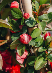 Chaenomeles Chaenomeles speciosa Pink Storm, 3L