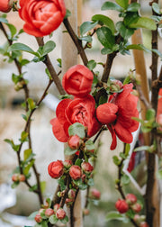Chaenomeles Chaenomeles speciosa Scarlet Storm, 3L