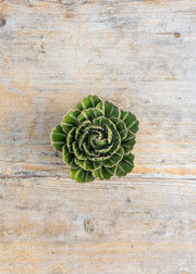 Trovelore Avocado Green Keiko Peony Wall Decoration