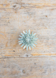 Chive Panache Green Spider Mum Wall Decoration