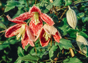 Clematis Clematis cirrhosa var. purpurascens 'Freckles', 3L