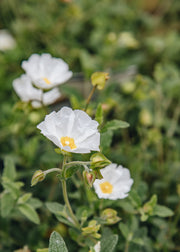 Cistus Cistus Thrive, 3L