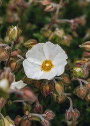 Cistus Cistus Monspeliensis
