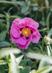 Cistus Cistus x purpureus, 2/3L