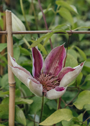 Clematis Clematis Empress