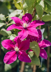 Raymond Evison Clematis Clematis Acropolis™, 3L
