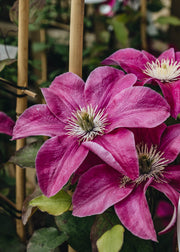 Raymond Evison Clematis Raymond Evison Clematis Acropolis™