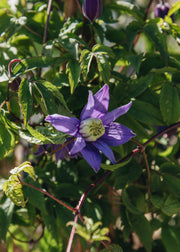 Clematis Clematis alpina Bredon Blue, 3L