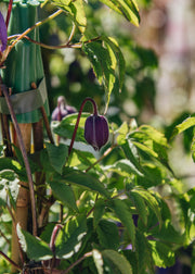 Clematis Clematis alpina Bredon Blue, 3L