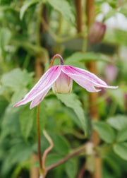 Clematis Clematis alpina Willy, 2/3L