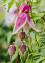 Clematis Clematis alpina Willy, 2/3L