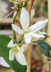 Clematis Clematis armandii Apple Blossom, 3L