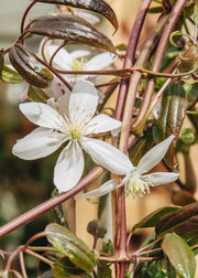 Clematis Clematis armandii Apple Blossom, 3L