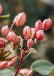 Clematis Clematis armandii Apple Blossom, 3L
