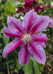 Clematis Clematis Bees Jubilee