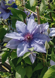 Clematis Clematis Bernadine™, 3L
