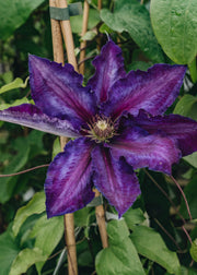 Clematis Clematis Black Tea