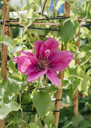 Raymond Evison Clematis Clematis Bridgewater™, 3L