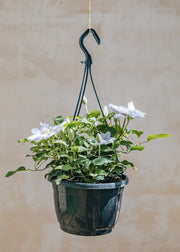 Raymond Evison Clematis Clematis Chelsea™ (hanging), 3L