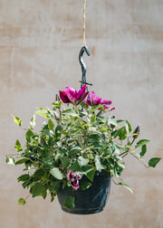 Clematis Clematis Darcy, (hanging) 3L