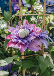 Clematis Clematis Diamantina™, 3L