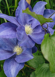 Raymond Evison Clematis Clematis Diana's Delight™