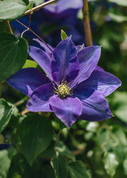 Raymond Evison Clematis Clematis Diana's Delight™, 3L