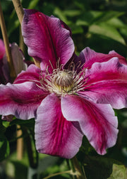 Clematis Clematis Doctor Ruppel, 3L