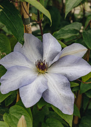 Clematis Clematis Dorath