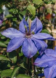 Clematis Clematis Elsa Späth, 3L
