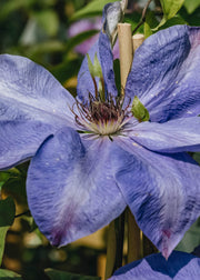 Clematis Clematis Elsa Späth, 3L