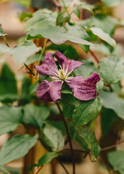 Clematis Clematis viticella Étoile Violette, 2/3L