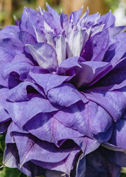 Clematis Clematis Franziska Maria, 3L