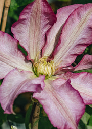 Clematis Clematis Frau Susanne, 3L