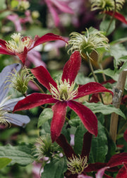 Clematis Clematis viticella Glorious Red