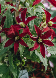 Clematis Clematis viticella Glorious Red