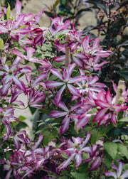 Clematis Clematis viticella Glorious Surprise