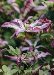 Clematis Clematis viticella Glorious Surprise, 3L
