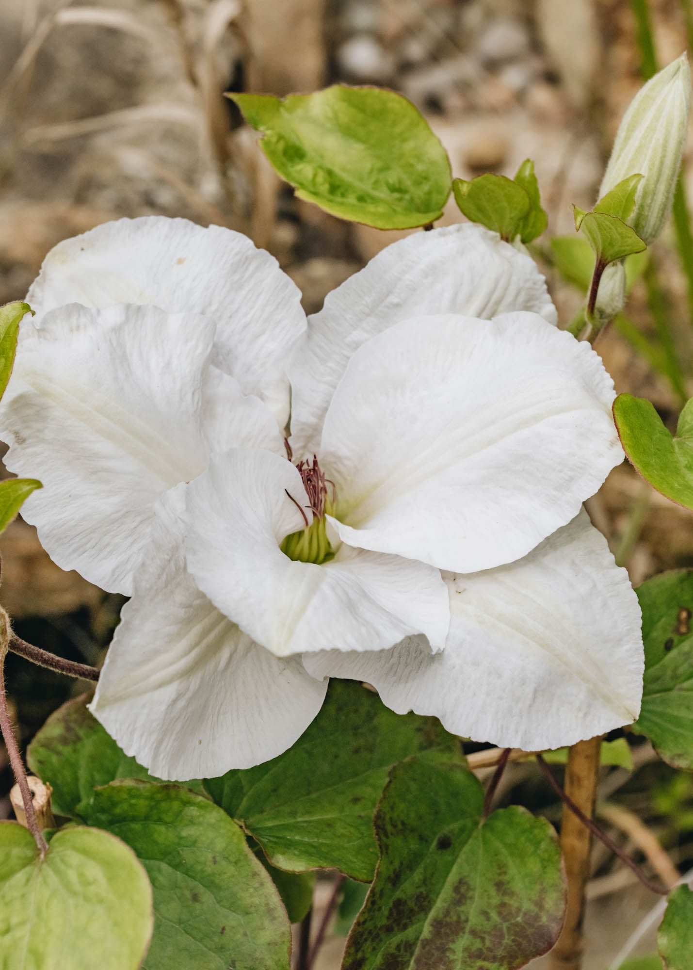 Clematis Guernsey Flute™, 3L – Burford Garden Co.
