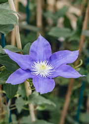 Clematis Clematis HF Young, 3L