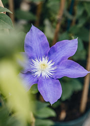 Clematis Clematis HF Young, 3L