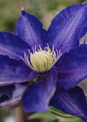 Clematis Clematis Haku-Okan