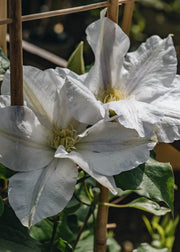 Clematis Clematis Ice Blue, 3L