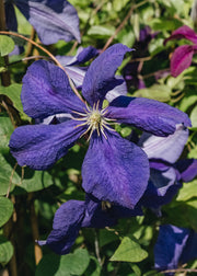 Clematis Clematis Jackmanii Superba, 3L