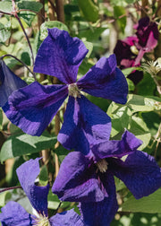 Clematis Clematis Jackmanii Superba, 3L